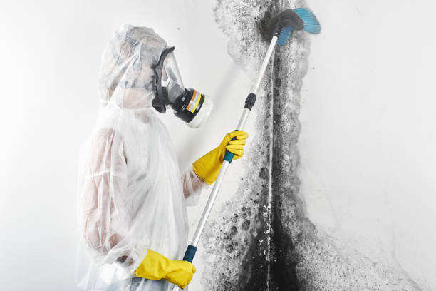 Best Residential Mold Inspection & Testing  in Mckenzie, TN