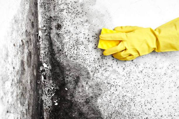Best Mold Odor Removal Services  in Mckenzie, TN