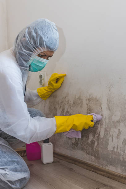  Mckenzie, TN Mold Removal Pros
