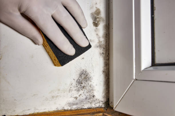 Best Comprehensive Air Testing for Mold Contaminants  in Mckenzie, TN